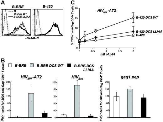 Figure 4. DC-SIGN trafficking and MHC-II-restricted HIV-1 antigen presentation. (A) Surface levels of DC-SIGN wild type (WT) and dileucine mutant (LL/AA) in B-cell lines. B-BRE cells (left panel) and B-420 cells (right panel) were transduced with a lentiviral vector coding for WT and LL/AA DC-SIGN, yielding B-BRE-DCS WT and B-420-DCS WT cells and B-BRE-DCS LL/AA and B-420-DCS LL/AA cells, respectively. In the latter, the dileucine sorting motif present in the cytoplasmic tail of DC-SIGN has been mutated. Cells were stained with anti-DC-SIGN Abs and analyzed by flow cytometry. An isotypic mAb was used as a negative control (dotted line). (B) Activity of B-BRE derivatives as stimulators of HS clone IV9. B-BRE, B-BRE-DCS WT, and B-BRE-DCS LL/AA cells were exposed to HIVMN-AT2, HIVBru (4 nM p24), or gag1 peptide (22 nM). Cells were then cocultivated with IV9 cells for 8 hours. Activity of IV9 cells was tested in an IFNγ ELISPOT assay. Data are mean ± SD of triplicates and are representative of 3 independent experiments. (C) Activity of B-420 derivatives as stimulators of HS clone L11. B-420, B-420-DCS WT, and B-420-DCS LL/AA cells were exposed to increasing concentrations HIVMN-AT2. Cells were then cocultivated with L11 cells for 6 hours. Activity of L11 cells was tested by measuring TNFα production by flow cytometry, as described in Figure 4. Results are presented as the percentage of TNFα-positive cells within CD4+ cells. Data are mean ± SD of duplicates and are representative of 3 independent experiments.