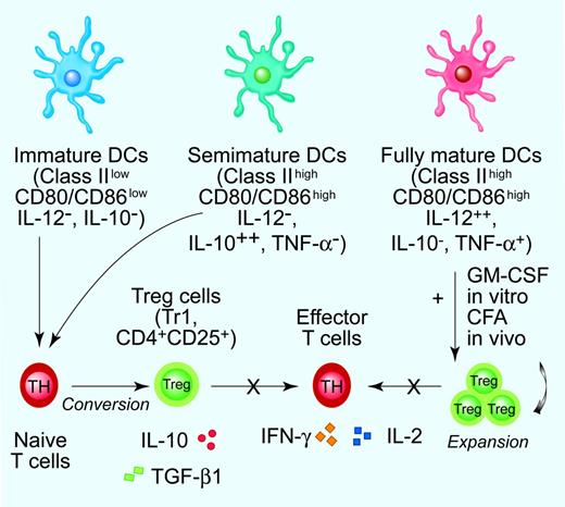 Figure 1. DC maturation stages in tolerance induction. The bimodal concept of fully mature DCs as inducers of immunity as opposed to immature DCs as promoters of T-cell tolerance has been recently revisited. It is presently believed that DCs integrate a variety of incoming signals and decide whether protective immunity or Ag-specific unresponsiveness develops.7 Current experimental evidence supports the concept that cytokine-modulated semimature DCs promote the conversion of naive T cells into Tr1 cells and/or CD4+CD25+ Treg cells that inhibit effector T-cell responses via secreted or membrane-bound immunosuppressive cytokines. The inability to produce detectable amounts of bioactive IL-12p70 coupled with enhanced IL-10 release are unique functional features of cytokine-modulated, semimature TDCs.7,34,39,41 On the contrary, mature DCs might be crucially involved in the expansion of preformed Treg cells, as highlighted by in vitro studies performed with BM-derived, GM-CSF-modulated DCs and by in vivo treatment with complete Freund adjuvant (CFA) and GM-CSF-differentiated DCs.9 Illustration by Paulette Dennis.