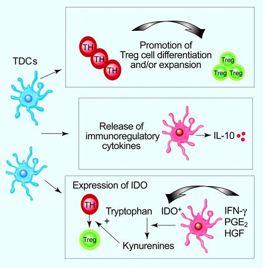 Figure 2. Mechanisms underlying the tolerogenic functions of DCs. TDCs might promote Ag-specific T-cell unresponsiveness by several mechanisms, including conversion of naive T cells into Treg cells, release of immunosuppressive cytokines, and expression of functional IDO with subsequent tryptophan depletion, accumulation of kynurenines, and enhancement of Treg-cell generation. Illustration by Paulette Dennis.