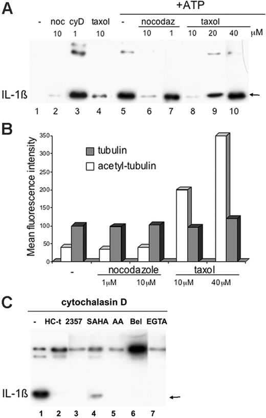 Figure 6. Microtubules are involved in IL-1β secretion. (A) Monocytes were stimulated for 4 hours with LPS in the absence (lanes 1 and 5) or presence of 1 μM cytochalasin D (cyD; lane 3), 1 and 10 μM nocodazole (noc; lanes 2, 6, and 7) or 10, 20, and 40 μM taxol (lanes 4, 8-10). At the end of the 4-hour incubation, supernatants were analyzed as such (lanes 1-4) or 1 mM ATP was added for 15 minutes (+ATP; lanes 5-10) before Western blot analysis for the presence of IL-1β. (B) Monocytes treated as in panel A were fixed, permeabilized, and stained with anti-tubulin-α ()or anti-acetyl-tubulin-α (□) and analyzed by cytofluorimetry. Data are expressed as mean fluorescence intensity. For each panel, one representative experiment of at least 5 performed is shown. (C) Monocytes were activated 4 hours with LPS and 1 μM cytochalasin D in the absence (-; lane 1) or presence of HC-toxin (1 μM, lane 2), ITF2357 (50 nM, lane 3), SAHA (0.5 μM, lane 4), AACOCF3 (AA; 40 μM, lane 5), BEL (100 μM, lane 6), EGTA (5 mM, lane 7). At the end of the 4-hour incubation, supernatants were analyzed by Western blot for the presence of IL-1β.
