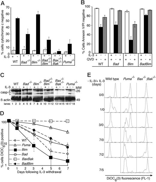 Figure 2. Loss of Bad does not affect mitochondrial release of cytochrome c, caspase processing or loss of mitochondrial membrane potential following IL-3 withdrawal. (A) Cytochrome c release from mitochondria was examined 48 hours following IL-3 withdrawal. Cells were cultured in the presence or absence of IL-3 for 48 hours, then permeabilized, fixed, and stained with antibodies to cytochrome c prior to analysis by flow cytometry to determine the percentage of cells that had lost mitochondrial cytochrome c. Data show the mean ± SEM of 3 independent experiments using 2 independent lines of each genotype. (B) Caspase inhibition diminishes the percentage of cells that are stained by both annexin V and PI following IL-3 withdrawal. Cells were cultured for 24 hours in the presence or absence of IL-3 with or without the broad-spectrum caspase inhibitor Q-VD-Z-OPh (100 μM). Cell viability was determined by annexin V-FITC staining and PI uptake. Columns show the mean ± SEM of 3 independent experiments using 2 independent lines of each genotype. (C) Western blots of lysates from cells cultured for 24 hours with IL-3 (lanes 1, 4, 7, 10, 13, and 16), 24 hours without IL-3 (lanes 2, 5, 8, 11, 14, and 17), and 48 hours without IL-3 (lanes 3, 6, 9, 12, 15, and 18) were probed with an antibody to caspase-3. Arrows show full-length and processed caspase-3, respectively. Probing with an antibody to β-actin was used as a loading control. (D) Changes in mitochondrial membrane potential following IL-3 withdrawal. Cells were cultured without IL-3 for the indicated lengths of time, stained with DIOC6(3), and analyzed by flow cytometry to determine the percentage of cells that had lost their mitochondrial membrane potential. Dead or dying cells have diminished DIOC6(3) fluorescence, which is detected in the FL1 channel. The results show the mean ± SEM of 3 independent experiments, each using 2 independent lines of each genotype. (E) Histograms of DIOC6(3) fluorescence following IL-3 withdrawal and after restoration of IL-3. At each time during factor starvation and following readdition of IL-3 (indicated at the left of each panel), cells were harvested and stained with DIOC6(3). The histograms shown are from a single experiment representative of 3 independent analyses.