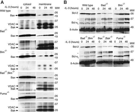 Figure 3. Following IL-3 withdrawal, Bax translocates normally from the cytosolic fraction to the membrane fraction in cells lacking Bad or Bim. (A) Cells of the indicated genotypes were cultured in the absence of IL-3 and then fractionated into cytosolic and membrane fractions using digitonin. Lysates were resolved by sodium dodecyl sulfate-polyacrylamide gel electrophoresis (SDS-PAGE) and immunoblotted with antibodies to Bax, Bak, and, as a control to demonstrate purity of the fractions, with an antibody to VDAC. (B) Bcl-2 and Bcl-xL expression is maintained following IL-3 withdrawal. Western blots of lysates from cells cultured in the absence of IL-3 for 0, 24, and 48 hours probed with antibodies against Bcl-2 or Bcl-xL. Probing with an antibody to β-actin was used as a loading control. Lysates from equal numbers of cells were loaded in each lane. Asterisks mark a nonspecific band. These blots are the same as shown in Figure 2C, but have been reprobed with the indicated antibodies. The same β-actin controls are shown in Figure 2C and in this panel.