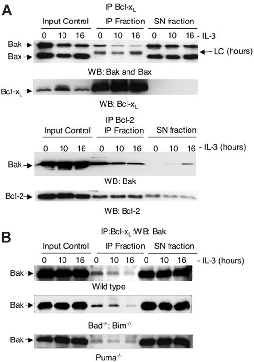 Figure 4. Bak coimmunoprecipitates with Bcl-xL in lysates from FDC-P1 cells, wild-type, and Bad-/- ;Bim-/- FDM cells cultured in the presence of IL-3 but not in lysates from cells deprived of IL-3. Bak-Bcl-xL association is retained in IL-3-deprived Puma-/- FDM cells. (A) Anti-Bak and anti-Bax Western blots of anti-Bcl-xL immunoprecipitated (IP) material from the heavy membrane fraction of FDC-P1 cells cultured in the presence (0) or absence of IL-3 for 10 and 16 hours. Anti-Bcl-xL immunoprecipitates, as well as the total input and the supernatant fraction after each immunoprecipitation (SN fraction) are shown. LC indicates immunoglobulin light chain of antibody used for immunoprecipitation. (B) Anti-Bak Western blots of anti-Bcl-xL immunoprecipitated from the heavy membrane fraction of wild-type, Bad-/-;Bim-/-, and Puma-/- FDM cells cultured in the presence (0) or absence of IL-3 for 12 and 24 hours.