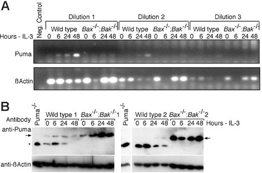 Figure 6. Regulation of Puma by IL-3 signaling. (A) RT-PCR analysis of changes in Puma mRNA levels following IL-3 withdrawal in wild-type and Bax-/-;Bak-/- cells. Total RNA (1.2 μg) extracted from wild-type and Bax-/-;Bak-/- cells cultured in the presence or absence of IL-3 was reverse transcribed and 2.5 μL of the reaction volume (dilution 1) and 1:5 serial dilutions of this (dilutions 2 and 3) were used in a PCR to amplify Puma mRNA. RT-PCR analysis of β-actin mRNA is shown as a control. (B) Lysates from 2 wild-type and 2 Bax-/-;Bak-/- cells cultured in the presence of IL-3 (0 hours) or in the absence of IL-3 for the indicated time periods were immunoblotted with an antibody to Puma. Probing with an antibody to β-actin was used as a loading control. The arrows indicate Puma and the asterisks a nonspecific band that was observed only in cell lines other than Bax-/-;Bak-/- cells. The lysate from Puma-/- cells shown aligned to the wild-type 2 and Bax-/-;Bak-/- 2 clones was run on the same gel, but intervening irrelevant bands have been removed.