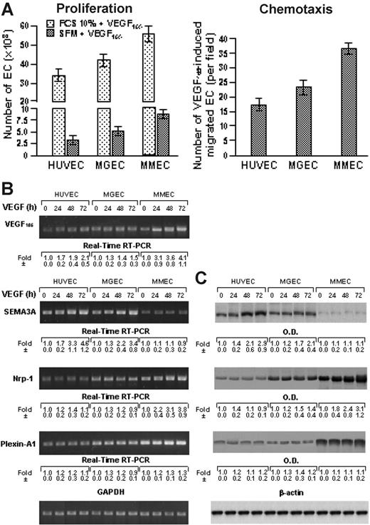 Figure 4. Overangiogenic response and lack of inhibitory SEMA3A induction in VEGF-treated MMECs compared with MGECs and HUVECs. (A) Mitogenic and chemotactic response to VEGF165 by MMECs, compared with MGECs and HUVECs. Parallel expression of VEGF165, SEMA3A, and NRP1 production at mRNA (B) and protein (C) level by the indicated ECs at different times of VEGF165 stimulation.