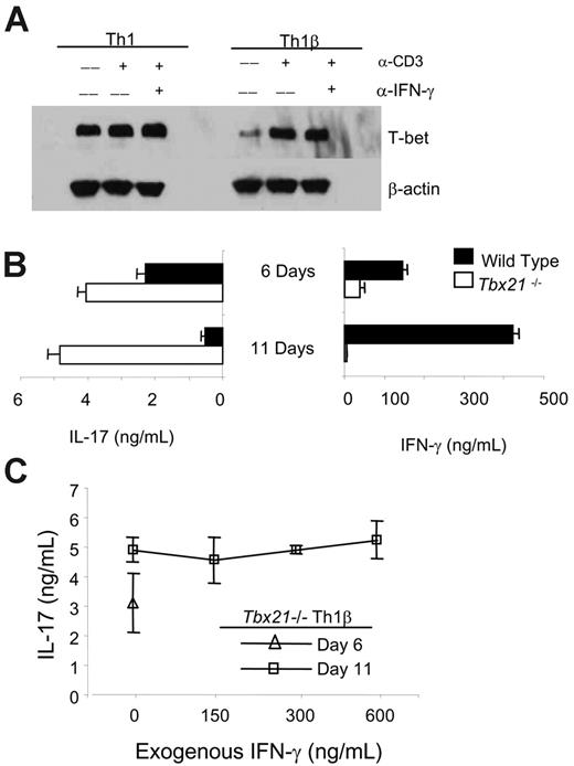 Figure 4. Antigen-receptor stimulation induces T-bet expression in Th1β cells, which is required for its progression to an IFN-γ secreting state. (A) WT C57BL/6 Th1 and Th1β cells were cultured for 5 days and left unstimulated or restimulated with α-CD3 with or without 15 μg/mL α-IFN-γ for 4 hours. Protein lysates were analyzed for T-bet expression by immunoblot (B) WT and Tbx21-/- Th1β cells were cultured for 5 days and left unstimulated or were restimulated with α-CD3 for 24 hours. Cell-free supernatants were collected on day 6 and measured for IFN-γ or IL-17 secretion using ELISA. In parallel, 5-day differentiated cells were replated on α-CD3-coated plates and IL-23 for 5 more days as in Figure 1C. After the culture period, live cells were washed and left unstimulated or restimulated with α-CD3 for 24 hours. Cell-free supernatants were collected on day 11. Supernatants from both time points were analyzed for IL-17 and IFN-γ production using ELISA. (C) Tbx21-/- Th1β cells were cultured as in panel B with or without the indicated doses of IFN-γ during the second week of culture. Cells were left unstimulated or were restimulated with α-CD3 for 24 hours, and cell-free supernatants on days 6 and 11 were analyzed for IL-17 production using ELISA. Unstimulated cell populations did not produce detectable cytokine levels (B-C). ELISA data are represented as mean ± SE of replicate samples.