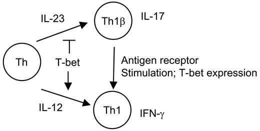Figure 5. Proposed model for Th1 and Th1β development. CD4+ T-helper cells (Th) in the presence of IL-12 or IL-23 develop into Th1 or Th1β phenotypes, respectively. Although T-bet induces Th1 development, it negatively regulates IL-23-mediated T-cell development. Antigen-receptor engagement of differentiated IL-17-secreting Th1β cells induces T-bet expression and promotes a switch to a Th1 cytokine-secreting phenotype.