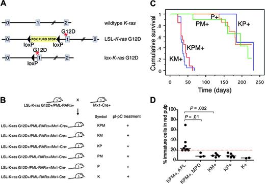 Figure 1. Generation of mice coexpressing oncogenic K-ras and a cathepsin G-PML-RARα transgene, survival analysis, and spleen WBC differentials. (A) Schematic of wild-type, LSL-K-ras G12D, and lox-K-ras G12D alleles, depicting K-ras exons 0, 1, and 2. Gene targeting to the endogenous K-ras locus generated the LSL-K-ras G12D allele, containing a floxed transcriptional termination codon upstream of an oncogenic mutation in codon 12 (glycine-to-aspartic acid) in exon 1. Cre recombinase-mediated excision of the stop cassette expresses the oncogenic lox-K-ras G12D allele. *G12D mutation. (B) Generation of LSL-K-ras G12D+/PML-RARα+/Mx1-Cre+ mice and controls. Progeny of crosses between LSL-K-ras G12D+/PML-RARα+ and Mx1-Cre+ mice were treated with pI-pC to generate KPM+, KM+, KP+, PM+, P+, and K+ mice. K indicates LSL-K-ras G12D; P, cathepsin G-PML-RARα; M, Mx1-Cre. + indicates pI-pC treatment. (C) Kaplan-Meier comparative survival analysis of littermate KPM+, KM+, and control KP+, PM+, and P+ mice. Analysis was performed using large numbers of mice and littermate controls to minimize strain effects. Cumulative survival is plotted against days after treatment with pI-pC for KPM+ (n = 13), KM+ (n = 20), KP+ (n = 11), PM+ (n = 12), and P+ (n = 20) mice over an observation period of more than 200 days. (D) Manual differential counts performed on 200 nucleated cells in myeloid rich sections of splenic red pulp demonstrate an increased percentage of morphologically immature myeloid cells (blasts + promyelocytes) in the spleens of KPM+ mice with APL, compared to KPM+ mice with myeloproliferative disease, KM+, nondiseased KP+, or K+ mice. Median values are represented by horizontal bars. Indicated P values are determined by Mann-Whitney test.