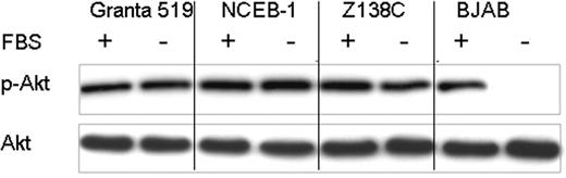 Figure 2. Akt is constitutively activated in MCL cell lines. Serum-depletion experiments were performed with all 4 MCL cell lines. Cells were grown for 48 hours with (FBS +) or without serum (FBS -). Western blot analysis with p-Akt under serum starvation shows no significant decrease of p-Akt in MCL cell lines (shown are Granta 519, NCEB-1, and Z138C). In contrast, p-Akt levels in the Burkitt cell line BJAB are dramatically decreased under serum-starvation conditions. Total Akt levels are shown as loading control.