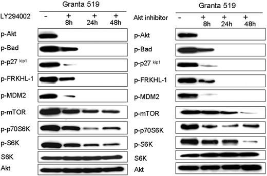 Figure 3. Activation of Akt and downstream targets are dependent upon PI3K activity. PI3K/Akt pathway inhibition studies were performed with all 4 MCL cell lines using 3 different inhibitors: LY294002, wortmannin, and Akt inhibitor (Calbiochem). Comparable results were obtained for each line, and results with Granta 519 using LY294002 or Akt inhibitor are shown in representative experiments. Akt inactivation occurs after 8 hours (8 h), followed by the abrogation of phosphorylation of Bad, FRKHL-1, MDM2, and p27kip1 after 24 hours (24 h). Translational control proteins mTOR, p70S6K, and S6K show a time-dependent decrease in phospho-protein levels. S6K and total Akt levels are shown as loading control.