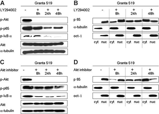 Figure 4. Inhibition of the PI3K/Akt pathway decreases activation of the NF-κB pathway. PI3K/Akt pathway inhibition studies were performed with the Granta 519 and Z138C cell lines using 3 different inhibitors: LY294002, Akt inhibitor, and wortmannin. Comparable results were obtained for both lines, and results with Granta 519 using LY294002 or Akt inhibitor are shown as representative experiments. (A,C) Western blot analysis reveals Akt inactivation by 8 hours, and a time-dependent decrease in phosphorylated IκBα and p65. Total Akt and α-tubulin are shown as loading controls. (B,D) Western blot analysis of separated nuclear and cytoplasmic fractions reveals a gradual accumulation of the NF-κB p65 subunit in the cytoplasm following addition of LY294002 or Akt inhibitor and a corresponding reduction in nuclear NF-κB. α-tubulin is shown as loading control for cytoplasmic protein; oct-1 as loading control for nuclear protein.
