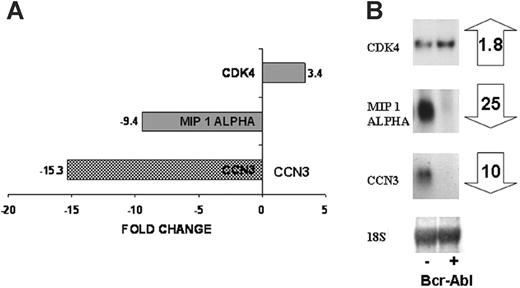Figure 1. Differential gene expression as a result of BCR-ABL kinase activity. DNA microarray analysis was performed on FDCP-Mix control cells and cells expressing BCR-ABL kinase activity. The microarray identified genes differentially expressed as a result of the BCR-ABL kinase activity, a small subset including CDK4, MIP 1α, CCN3 is shown (A). Northern blotting was used to confirm expression of these genes in control cells (-) and BCR-ABL kinase-active cells (+) after 24 hours in culture. Fold changes in gene expression are shown (B).