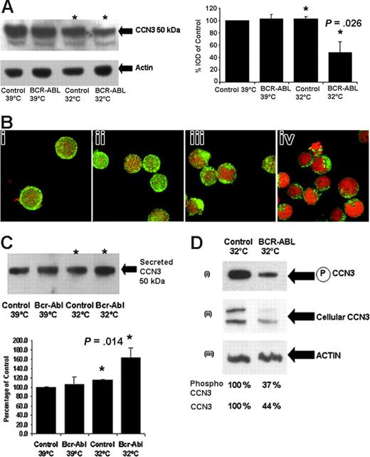 Figure 2. CCN3 protein expression is down-regulated as a result of BCR-ABL kinase activity. (A) FDCP-Mix control and ts-BCR-ABL cells were grown at the restrictive temperature (39°C) and permissive temperature for BCR-ABL activity (32°C) for 24 hours. Protein lysates were extracted and probed for CCN3 and actin expression; levels of expression corrected for protein loading are shown as integrated optical densitometry units (IODs). *P = .026; n = 3. (B) Confocal microscopy was also used to identify CCN3 protein (green) in FDCP-Mix control cells at 39°C (i) and 32°C (ii) and ts-BCR-ABL cells at 39°C (iii) and 32°C (iv); propidium iodide nuclear staining (red) is also shown. Images were collected using a Bio-Rad Microradiance confocal laser scanning microscope with an oil immersion lens (magnification, × 160). (C) Medium in which FDCP-Mix control and ts BCR-ABL cells were grown for 24 hours was collected and probed for secreted CCN3; levels of secreted CCN3 are shown as IODs for comparison. *P = .014; n = 3. (D) Lysates from control cells and BCR-ABL kinase-active cells grown at the permissive temperature (32°C) were immunoprecipitated using CCN3 antibody and probed for (i) phosphotyrosine, (ii) CCN3, and (iii) actin expression. Levels of CCN3 and phosphorylated CCN3 detected by Western blot analysis in FDCP-Mix control and BCR-ABL kinase-active cells were compared using densitometry as shown.
