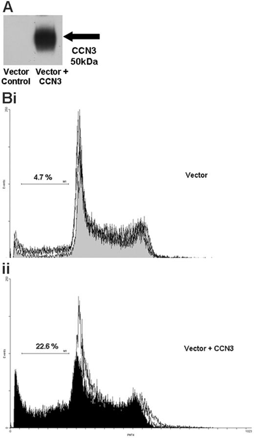 Figure 5. Increasing CCN3 expression in Bcr-Abl+ cells causes accumulation in the sub-G0 area of the cell cycle. (A) Protein lysates were extracted from K562 cells 24 hours after transfection with vector alone or vector containing the full-length CCN3 construct. Western blotting was performed to detect CCN3 protein. (B) K562 cells transfected with vector alone or vector containing the full-length CCN3 construct were harvested at 24 hours, fixed, and stained with propidium iodide. Cell-cycle profiles were generated and compared for cells containing the vector alone (i) and vector with CCN3 (ii).