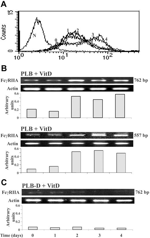 Figure 1. Kinetics of FcγRIIA surface protein expression and mRNA expression during differentiation of PLB and PLB-D cells by 1,25(OH)2D3. (A) Immunofluorescence analysis of FcγRIIA surface protein expression during the 4 days of differentiation of PLB cells by 1,25(OH)2D3 (histograms labeled from 0-4 days). The left plot (N) represents the negative control. The ordinate and the abscissa represent the cell number and the fluorescence intensity in a logarithmic scale, respectively. The patterns were confirmed by 3 repeated experiments. (B-C) RT-PCR analysis of FcγRIIA mRNA during 4 days of differentiation of PLB or PLB-D cells by 1,25(OH)2D3. The amplified products of FcγRIIA (762 bp) and (557 bp) and the corresponding products of β-actin (269 bp) are shown. The amplification of 557 bp and of 762 bp gave identical results in PLB-D cells. The intensity of each band of FcγRII mRNA was divided by the intensity of each β-actin band after quantification by densitometric scanning. Three other experiments showed similar results.