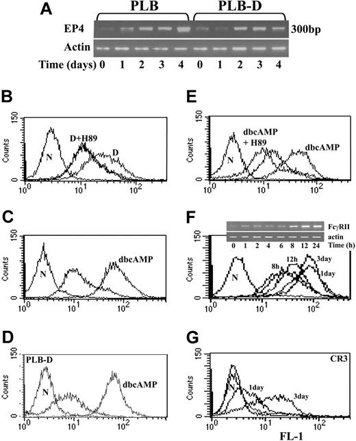 Figure 3. Involvement of PKA in induction of FcγRII expression during differentiation. (A) EP4 mRNA: representative RT-PCR analysis of EP4 mRNA during 4 days of differentiation of PLB cells or PLB-D cells by 1,25(OH)2D3. Amplification of β-actin was done as a control. Three other experiments showed similar results. (B) The effect of PKA inhibitor on FcγRIIA expression detected by immunofluorescent analysis induced by 1,25(OH)2D3. Induction of differentiation of PLB cells by 1,25(OH)2D3 alone (D) or with addition of 10 μM H-89 (D+H89) every day during 4 days of differentiation. Undifferentiated cells are shown by the unlabeled plot overlapping with D+H89 treatment. (C-D) Induction of FcγRIIA expression by dbcAMP. Immunofluorescent analysis of FcγRIIA expression in PLB cells (histogram C) and PLB-D cells (histogram D) at 1 day of differentiation by 0.3 mM dbcAMP. (E) The effect of PKA inhibitor on FcγRII expression induced by dbcAMP. Induction of differentiation of PLB cells by dbcAMP alone or with addition of 10 μM H-89 (dbcAMP+H89) every day during 4 days of differentiation. (F) Kinetics of FcγRII protein expression (detected by immunofluorescent analysis) and of RT-PCR FcγRIIA mRNA (insert) induced by dbcAMP in PLB cells. (G) Immunofluorescent analysis of CR3 protein expression at 1 day and 3 days of differentiation induced by dbcAMP in PLB cells. In all experiments, results are representative of 3 experiments. The left plots are the negative controls (N) and unlabeled plots represent undifferentiated cells.