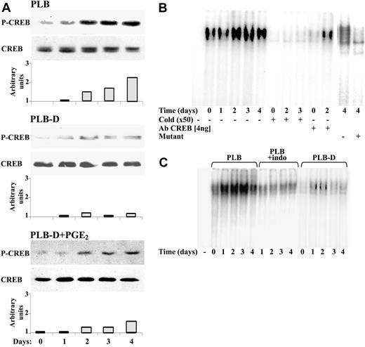 Figure 4. Involvement of CREB (Ser133) in the induction of FcγRII transcription. (A) Representative Western blot analysis of phospho-CREB (Ser133) or total CREB in nuclear extracts from PLB cells, PLB-D cells, or PLB-D cells with daily addition of 12 μM PGE2 during 4 days of differentiation by 1,25(OH)2D3. The intensity of each band of phospho-CREB was divided by the intensity of each band of CREB after quantification by densitometry scanning. (B) Representative EMSA for DNA-binding activity of CREB. Nuclear extracts isolated from PLB cells during 4 days of differentiation by 1,25(OH)2D3 were incubated with 32P-labeled probe containing CREB consensus sequence from FcγRIIA promoter. For competitive inhibition assay, 50-fold molar excess of unlabeled CREB antibodies against CREB or labeled CREB mutant probe was added. (C) EMSA for DNA-binding activity of CREB was not detected during differentiation by 1,25(OH)2D3 in PLB-D cells and in parent PLB cells in the presence of 30 μM indomethacin. DNA-protein complexes were analyzed on a 7% nondenaturing polyacrylamide gel. Three other experiments showed similar results.