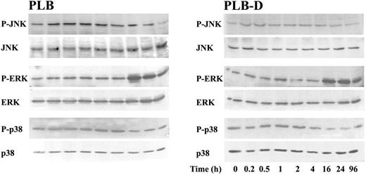 Figure 6. Activation of MAP kinases during differentiation of PLB and PLB-D cells by 1,25(OH)2D3. Kinetics of JNK, ERK, or p38 MAP kinase phosphorylation were analyzed by immunoblot analysis with phospho-specific antibodies (p-JNK, p-ERK, or p-p38) in PLB and PLB-D cells during differentiation by 1,25(OH)2D3. The levels of JNK, ERK, or p38 MAP kinase in each sample were evaluated by immunoblotting anti-JNK, anti-ERK, or anti-p38 MAP kinase antibodies, respectively. Results are representative of 3 experiments.