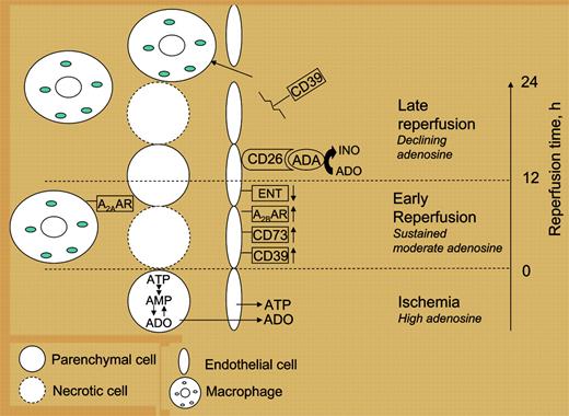 Phases of adenosine signaling that occur during ischemia and reperfusion. Tissue ischemia and hypoxia acutely stimulate the production of adenosine from intracellular sources. ATP that is released from endothelial cells (ECs) in response to shear stress and by other stimuli is converted to ADP/AMP by the ectoenzyme CD39 (NTPDase1). AMP is converted to adenosine (ADO) by CD73, also on the EC surface. ADO limits the extent of acute inflammation by activating anti-inflammatory A2A and A2B receptors on macrophages, neutrophils, lymphocytes, and ECs.1-5 Beginning 2 to 4 hours after hypoxia, hypoxia-inducible factor-induced transcription of adenosine A2B receptors, CD39, and CD73 on ECs stimulates enhanced adenosine production and signaling.6 Adenosine levels also are increased following hypoxia by transcriptional repression of equilibrative nucleoside transporters (ENTs).7 Subsequently, adenosine levels decline in association with accelerated extravasation of activated macrophages that remove necrotic debris. Eltzschig and colleagues show that a late decline in adenosine may occur in part from induction of ADA and CD26. Declining adenosine may also result from the cleavage of CD39 from the EC surface following ischemia-reperfusion injury.8