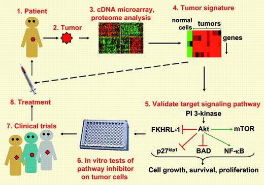 From tumor to treatment. Molecular profiling of tumors can lead to the identification of key signal transduction pathways that may be dysregulated in a specific type of tumor (steps 1-4). In vitro studies on tumor cells can validate that the signaling pathway is aberrantly activated or inactivated in such a way that it favors cell growth, survival, and proliferation (step 5). Such studies may reveal that these signaling pathways are altered most frequently and to the greatest extent in the more aggressive forms of the tumor. A critical in vitro test is whether drugs that modulate the pathway that is dysregulated in these tumors can inhibit the survival, growth, or metastasis of the cells (step 6). Encouraging in vitro results can pave the way for clinical trials and new treatments (steps 7-8). The eventual goal would be to test tumor biopsies for characteristic tumor signatures and, based on the results, initiate the appropriate treatment (dashed line). With regard to mantle cell lymphoma, the paper by Rudelius and colleagues in this issue of Blood makes significant advances in terms of steps 5 and 6. Parts of this figure reproduced by permission. Originals, © 2003 Massachusetts Medical Society 1 and © 2001 The Rockefeller University Press. 2