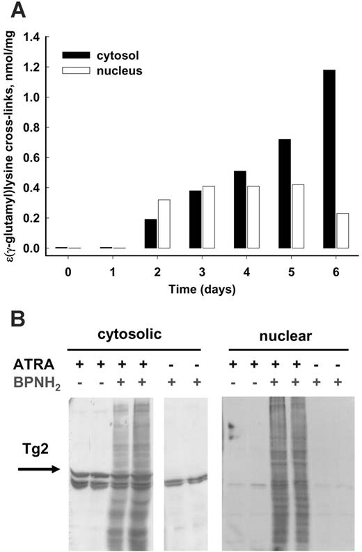 Figure 3. In ATRA-treated NB4 cells, both cytosolic and nuclear TG2 are active. (A) Protein-bound Nϵ-(γ-glutamyl)-lysine cross-links in differentiating NB4 cells. NB4 cells were treated with 1 μM ATRA for 6 days, then cytosolic and nuclear fractions were separated. The Nϵ-(γ-glutamyl)-lysine cross-link content from each fraction containing 1 to 2 mg protein was determined as described in “Materials and methods.” (B) In situ labeling of proteins of NB4 cells by TG2. Following 1 μM ATRA treatment for 4 days, cells were incubated in the presence of 6 μM 5-(biotinamido)-pentylamine for an additional 12 hours and then separated into cytosolic and nuclear fractions. BPNH2-labeled proteins were analyzed by SDS-PAGE following immunoblotting with horseradish peroxidase (HRP)–conjugated streptavidin. To detect TG2 in the cytosol, the same blot was probed with monoclonal anti-TG2 antibody. The arrow points to the TG2 bands. Untreated NB4 control cells revealed the endogenous biotinylated proteins. The parallel lanes represent 2 independent experiments.