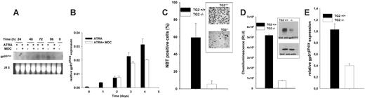 Figure 6. Neutrophils with decreased TG2 activity express lower levels of GP91PHOX mRNA and protein, and generate less superoxide. (A-B) Northern blot and real-time quantitative PCR (Q-PCR) analysis of GP91PHOX mRNA expression in NB4 cells. (A) NB4 cells were treated with 1 μM ATRA or 1 μM ATRA plus 15 μM MDC for 3 days. RNA was prepared and subjected to Northern blot analysis as described in “Materials and methods.” (B) NB4 cells were incubated with MDC from day 1 in the presence of ATRA and harvested from following days. Relative expression of GP91PHOX was normalized to the expression of human cyclophilin. (C) NBT positivity of TG2–/– and TG2+/+ mouse neutrophils. Wild-type and TG2–/– mice were injected intraperitoneally with 1 mL 10% yeast extract. Four hours after the injection, the peritoneal lavage fluid was withdrawn and washed. Granulocytes were allowed to adhere for 0.5 hours, and were then analyzed for NBT reduction. Inset images are NBT-stained neutrophils in a 96-well microplate. Visualization was done using an inverted microscope (Axiovert 135; Zeiss, Oberkochen, Germany), an Achrostigmat 20×/0.45 Ph2 objective, adapter ring VAD-S70, and a DSC-S70 digital still camera (Sony, Tokyo, Japan). Film was imaged in AlphaImager 2200 (Alpha Innotech, San Leandro, CA). (D) Superoxide generation and gp91phox protein level of TG2–/– and TG2+/+ mouse neutrophils. Wild-type and TG2–/– mouse neutrophils were collected and separated as previously described. The reaction volume of 500 μL contained 1 × 105 cells and 5.0 μL L-012 (100 μM). ROSs were generated by adding 50 nM PMA. Chemiluminescence was detected as described in “Materials and methods.” Inset: Proteins of wild-type and TG2–/– mouse neutrophils were analyzed by Western blotting using an antibody against the gp91phox and beta-actin. (E) Q-PCR analysis of gp91phox mRNA expression of TG2–/– and TG2+/+ mouse neutrophils; gp91phox mRNA levels were normalized to mouse cyclophilin. Data in panels B-D are representative of 2 independent experiments; error bars represent SD.