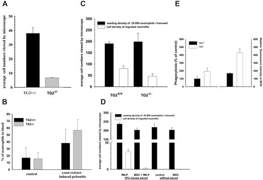 Figure 7. Extravasation, chemotaxis, and phagocytosis capacity of neutrophils in TG2+/+ and TG2–/– mice. (A) Accumulation of neutrophils in the peritoneum when wild-type and TG2-deficient mice were injected intraperitoneally with 1 mL 10% yeast extract. At 4 hours, mice were injected intraperitoneally with 3 mL RPMI-1640 medium and total lavage fluid was withdrawn. To create a monolayer of PMN cells, the granulocytes were allowed to adhere for 30 minutes, followed by gentle washing of the monolayer with culture medium to remove nonadherent cells. Cell number was evaluated on 25 to 30 fields of view seen through the eyepieces of the microscope. (B) Changes of neutrophil counts in circulation 4 hours after injection of 1 mL 10% yeast extract. Mice were killed and their blood samples were collected by cardiac puncture and analyzed for neutrophil counts by fluorescence-activated cell sorting (FACS). In panels A and B, the data represent mean ± SD from 6 to 8 mice per group. (C) In vitro evaluation of chemotaxis of TG2+/+ and TG2–/– neutrophils. Wild-type and TG2–/– peritoneal neutrophils were isolated and kept in serum-free medium overnight and then added into Matrigel Invasion upper chambers and allowed to migrate into the lower chambers containing RPMI 1640 supplemented with 10% mouse serum and 100 nM fMLP. The number of neutrophils migrating through the chambers was determined by photographing both the upper and bottom sides of membranes at the beginning and end of migration. The migration time was 4 hours. (D) In vitro evaluation of TG2+/+ neutrophil chemotaxis in the presence or absence of MDC. Peritoneal lavage neutrophils were kept in serum-free medium in the presence or absence of MDC overnight and then added into Matrigel Invasion upper chambers and allowed to migrate into the lower chambers. Where it is indicated, the lower chambers contained RPMI 1640 medium with or without the addition of 10% mouse serum, 100 nM fMLP, and 15 μM MDC. The number of neutrophils that migrated through the chambers was determined as described previously in panel C, with the difference that the migration time was 8 hours. (E) Percentage of phagocytosing neutrophil granulocytes. Mixtures of heparinized whole blood and FITC-labeled E coli were incubated at 37°C and 0°C, respectively, the fluorescence of the attached bacteria on the cell surface was quenched, and then erythrocytes were lysed. Fluorescing cells out of a total of 10 000 granulocytes were counted by a FACSCalibur instrument and expressed in percentage of total cell number. Each experimental group included 2 to 4 mice, and each individual experiment was performed 2 or 3 times in duplicates. Bars depict the means ± SD.
