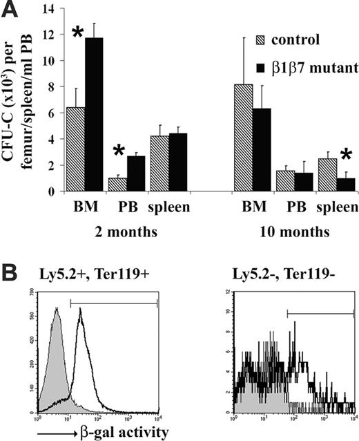 Figure 5. No overproportional release of CFU-Cs from the BM into the PB. (A) Single-cell suspensions were made from BM and spleen, and erythrocyte-depleted blood cells (PB) from control and β1β7 mutant BM chimeras were prepared at indicated times after the gene deletion. BM cells (180 000), splenocytes (3 600 000), and PB (250 μL) were seeded into MethoCult GF M3534 medium and counted 7 days later. Total numbers of colonies per femur, spleen, and mL PB are shown. Error bars show the standard deviation, star indicates significant difference (P < .05) (n (control BM chimera)/(β1β7 mutant BM chimera): 2 months 5/5, 10 months 3/3). (B) Single-cell suspensions from BM of nonchimeric control (β1fl/flMx-cre–) and β1fl/flMx-cre+ mutant mice were plated on tissue-culture plastic dishes. After 24 hours, nonadherent cells were removed and adherent cells detached. Adherent and nonadherent cells were then stained for Ly-5.2 and Ter119 and tested for β-galactosidase activity by an FDG assay as described in “Materials and methods.” Since loss of β1 integrin results in expression of the β-galactosidase reporter, 12 high β-galactosidase activity indicates deletion of the β1 gene. Representative histogram overlays show the β-galactosidase activity on hematopoietic (Ly-5.2+ or Ter119+) and nonhematopoietic (Ly-5.2–, Ter119–) cells of control (filled line) and mutant mice (line). The marked region on the overlay indicates cells with high β-galactosidase activity. PolyIC injection induced an efficient deletion of the β1 integrin gene on hematopoietic cells; about 86% of the (Ly-5.2+ or Ter119+) cells of the mutant mice showed high green fluorescence, compared with only 6% of the corresponding cells of the control mice. Also, among the nonhematopoietic BM cells (Ly-5.2–, Ter119–) the percentage of cells with high β-galactosidase activity increased from less than 5% in control to more than 42% in mutant, clearly indicating the presence of β1 integrin–deficient nonhematopoietic cells in the BM of mutant mice.