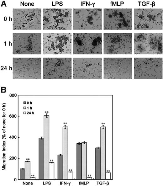 Figure 1. Length of incubation period affects the regulation of macrophage chemotaxis by TGF-β1. Assays were performed in transwell cell culture chambers with polycarbonate filters (24-well, 8-μm pore, Corning Costar). Raw 264 cells preincubated with or without 5 ng/mL TGF-β1 for 1 hour or 24 hours were washed, resuspended in 200 μL DMEM-12, and then added to the upper reservoir. One milliliter of serum-depleted DMEM-F12 was added to the lower reservoir with or without chemotaxis reagents (1 μg/mL LPS, 50 U/mL IFN-γ, 100 nM fMLP, and 5 ng/mL TGF-β1). After 6 hours, cells remaining on the upper membrane were scraped off, and cells on the lower membrane surface were stained with (A) Giemsa and (B) counted under a microscope. The results are means ± SE of 3 independent experiments. Each value was compared to the corresponding control at time 0 (**P < .01).