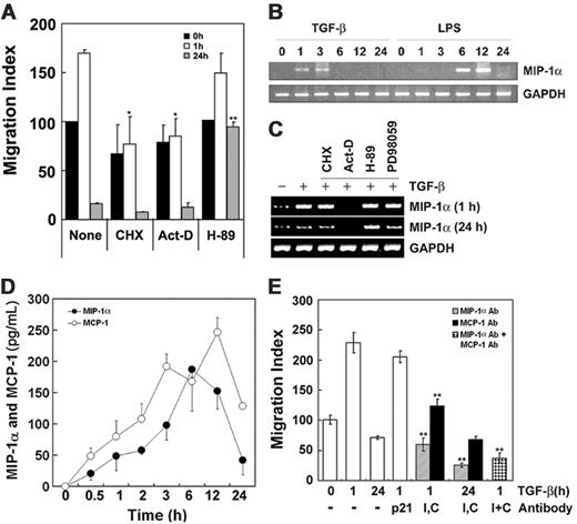 Figure 3. TGF-β1 induces cytokines MIP-1α and MCP-1 that participate in cell migration. (A) Cells were incubated with or without 10 μg/mL CHX, 50 ng/mL ActD, and 30 μM H89 for 30 minutes and then with or without TGF-β1 for 1 hour or 24 hours. Cells pretreated with TGF-β1 for 1 hour or 24 hours were washed, resuspended in 200 μL DMEM-12, and then loaded in the upper reservoir. Then the lower reservoir was filled with 1 mL DMEM-12 containing 5 ng/mL TGF-β1, and migration of the cells was determined as described in the legend to Figure 1. The results are means ± SE of 3 independent experiments, and each value was compared to the corresponding control (none, Tat-C3 = 0 μg/mL) at the same time scale in the presence of TGF-β1 as a chemoattractant (*P < .05 and **P < .01). (B) Cells were treated with 5 ng/mL TGF-β1 and 1 μg/mL LPS for indicated times. The levels of MIP-1α and GAPDH mRNAs were measured by RT-PCR. (C) Cells were preincubated with or without 10 μg/mL CHX, 50 ng/mL ActD, 30 μM H89, or 30 μM PD98059 for 30 minutes and then with 5 ng/mL TGF-β1 for 1 hour or 24 hours. Levels of MIP-1α and GAPDH mRNA were determined by RT-PCR. (D) MIP-1α and MCP-1 secreted from Raw 264 cells in response to 5 ng/mL TGF-β1 at various time points were measured by ELISA technique. The results are means ± SE of 3 independent experiments. (E) Antibodies (4 μg/mL) against p21WAF (cyclin-dependent kinase inhibitor), MIP-1α (I), and MCP-1 (C) were added to both upper and lower chambers. Anti-p21WAF antibody was used as a control. Cells pretreated with 5 ng/mL TGF-β1 for 1 hour or 24 hours were loaded in the upper chamber, and then cell migration was estimated in the presence of 5 ng/mL TGF-β1 in lower chamber as in Figure 1. The results are means ± SE of 3 independent experiments (**P < .01).
