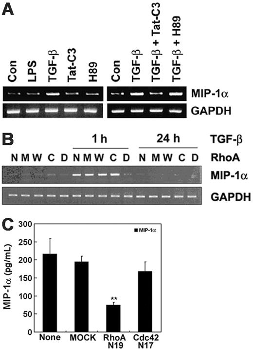 Figure 4. MIP-1α expression induced by TGF-β1 is mediated through RhoA. (A) Cells were incubated with none, 1 μg/mL LPS, TGF-β1, 10 μg/mL Tat-C3, or 30 μM H89 for 1 hour, and then incubated followed by 5 ng/mL TGF-β1 for 1 hour. (B) Cells were either not transfected (N) or transfected with 4 μg/mL mock vector (M), cDNA constructs encoding WT-RhoA (W), CA-RhoA (C), or DN-RhoA (D). (C) After 36 hours, cells were incubated with or without 5 ng/mL TGF-β1 for 1 hour or 24 hours. The levels of MIP-1α and GAPDH mRNAs were measured by RT-PCR (A-B). Raw 264 cells were transiently transfected with mock vector, DN-N19RhoA, and DN-N17Cdc42, and then MIP-1α secreted from Raw264 cells in response to TGF-β1 for 6 hours was measured by ELISA technique. Data are expressed as mean ± SE of 3 independent experiments (**P < .01).