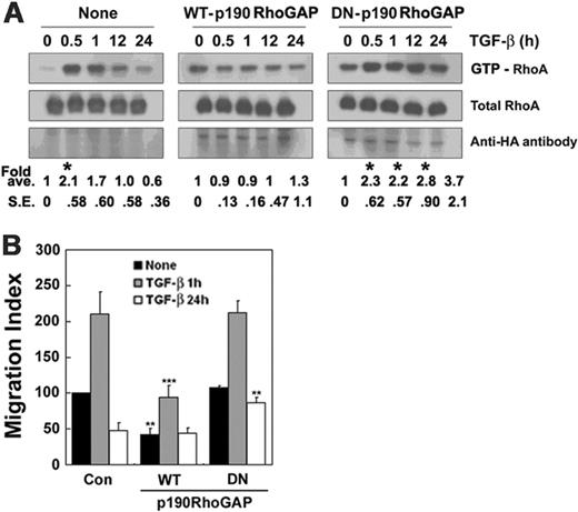 Figure 6. p190RhoGAP participates in the inhibition of RhoA by TGF-β1 signaling. (A) Cells were transfected with cDNA constructs encoding WT p190RhoGAP or DN p190RhoGAP lacking the GTP-binding domain or not transfected. After 36 hours, they were incubated with or without 5 ng/mL TGF-β1 for the indicated times. GTP-RhoA was determined by GST-RBD pull down, and total RhoA and HA-tagged p190RhoGAP were determined by Western blotting using anti-RhoA and anti-HA antibodies. The values are mean ± SE of 3 (None and DN) and 2 (WT) independent experiments (*P < .05). (B) Ninety percent confluent Raw264.7 cells in 6-well dishes (Corning) were transfected with 4 μg WT and DN p190RhoGAP constructs using the lipofectamine 2000 transfection reagent. After incubated for 24 hours, the cells were treated with 5 ng/mL TGF-β1 for 1 hour and 24 hours and then allowed to migrate in transwell cell culture chambers. Control and 5 ng/mL TGF-β1 pretreated cells were added to the upper reservoir. One milliliter of DMEM-F12 with chemotaxis reagents (5 ng/mL TGF-β1) was added in the lower reservoir. After 6 hours of migration, nonmigrated cells in the upper membrane were scraped off, and transmigrated cells in the lower membrane were stained by Giemsa staining method and then counted under microscopy. The values are means ± SE of 3 independent experiments, and each value was compared with corresponding control at the same time scale (**P < .01; ***P < .001).