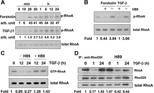 Figure 7. TGF-β1 induces phosphorylation of RhoA facilitating RhoA-RhoGDI complex formation. (A) Cells were treated with 100 μM forskolin or 5 ng/mL TGF-β1 for the indicated times and lysed. Phosphorylated RhoA was immunoprecipitated with anti–phospho-Ser antibody and protein-A–conjugated agarose and detected by Western blotting with anti-RhoA antibody. (B) Cells were treated with 100 μM forskolin or 5 ng/mL TGF-β1 in the presence or absence of 30 μM H89 for 30 minutes and lysed. Immunoprecipitation and immunoblotting were performed as in panels A and B. (C) Cells were preincubated with 30 μM H89 for 30 minutes and then treated with TGF-β1 for 12 hours or 24 hours. GTP-RhoA in cell lysates was bound to GST-RBD and GSH-Sepharose beads and revealed by Western blot using anti-RhoA antibody. (D) Cells were preincubated with 30 μM H89 for 30 minutes, then with TGF-β1 for 1 hour or 24 hours, and lysed. RhoGDI antibody was added to the cell lysates, and immunocomplexes were precipitated with Protein-A–conjugated agarose. Proteins were then fractionated using 2 × Laemmli buffer and analyzed by Western blotting with anti-RhoA and anti-RhoGDI antibodies.