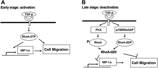 Figure 8. Scheme of the activation and deactivation of macrophage migration in response to TGF-β1. (A) RhoA is activated in response to short-term treatment of TGF-β1 by an unknown mechanism, which induces expression of MIP-1α and MCP-1, probably via NF-κB and AP-1. These cytokines, as well as RhoA, may indirectly and directly, respectively, participate in stimulation of cell migration. (B) Long-term exposure to TGF-β1 inactivates RhoA via phosphorylation by PKA and activation of p190RhoGAP, resulting in inhibition of macrophage cell migration. This scheme shows dual function, in view of chemotaxis, of activation in early phase and deactivation of macrophages in late phase, which is mediated at least in part by RhoA activity.