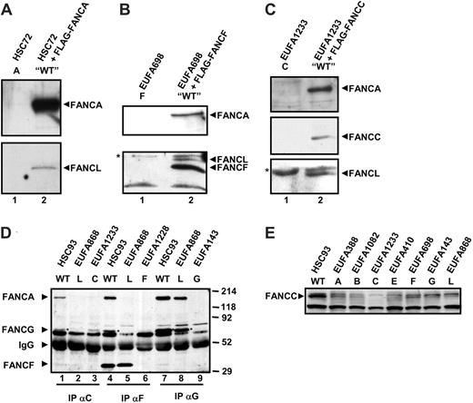 Figure 1. FANCL coimmunoprecipitates with FLAG-tagged FA proteins and is required for the assembly of the FA core complex. Lymphoblastoid cell lines stably expressing functionally active FLAG-tagged FANCA (A), FANCF (B), and FANCC (C) were generated. Whole-cell extracts of 10 million cells were immunoprecipitated with an α-FLAG affinity gel and precipitated proteins eluted by competition with a FLAG peptide. Untransfected cells (lane 1) were included as negative controls. Precipitated proteins were detected with α-FANCA (Rb89), α-FANCL,12 α-FANCF (Rb7), and α-FANCC (Rb39). In panel B, the bottom part of the blot was first probed for FANCL and then subsequently probed for FANCF, thus allowing detection of both proteins that run at a very similar molecular weight, 45 and 42 kDa, respectively. The asterisk in panels B and C mark a nonspecific polypeptide that cross-reacts with the FANCL antiserum. (D) Whole-cell extracts of 10 million WT, FA-L, and respective patient control lymphoblasts were immunoprecipitated using guinea pig antibodies against FANCC6-105, FANCF1-245, and FANCG480-622. Precipitated proteins were detected using rabbit antibodies against FANCA (Rb89), FANCG (Rb43), and FANCF (Rb7). The FANCG protein is indicated with an asterisk. (E) Direct FANCC Western blot on whole-cell extracts of 500 000 lymphoblastoid cells to show the total cellular FANCC levels.