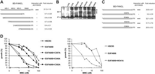 Figure 3. Characterizing the regions that are required for direct interaction between FANCB and FANCL. (A) Mammalian 2-hybrid assays coexpressing mutant fragments of BD-FANCL with full-length AD-FANCB. Fold induction of luciferase expression was measured relative to AD-FANCB alone. +++ indicates a strong activation of the luciferase reporter gene; –, no activation of the reporter gene. (B) FANCL constructs that failed to activate the luciferase reporter in the mammalian 2-hybrid experiments were transfected in 293 cells. Whole-cell extracts were immunoblotted with anti–GAL4-BD to show expression of the constructs. The fragments 219-375 and 275-375 are probably difficult to detect because of the presence of background bands. (C) BD-FANCL–containing point mutations of the RING domain were coexpressed with full-length AD-FANCB and fold induction was measured relative to AD-FANCB alone. +++ indicates a strong activation of the luciferase reporter gene; –, no activation of the reporter gene. (D) FANCL missense mutants were transfected in FA-L cell line EUFA868 and tested for their ability to restore the MMC hypersensitive phenotype of this cell line in an MMC growth inhibition test.