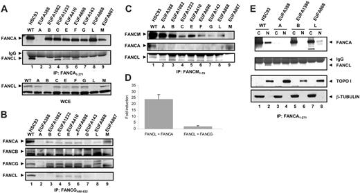 Figure 4. The interaction between FANCA and FANCL is dependent on other FA proteins and detected in the nucleus. (A) Whole-cell extracts of 10 million lymphoblastoid cells were immunoprecipitated with an antiserum against the N-terminus of FANCA (amino acid 1-271). After blotting, membranes were probed with α-FANCA antibody (Rb89) and α-FANCL antibody12 to show the interaction between FANCA and FANCL. A direct FANCL Western on whole-cell extracts (WCE) of 500 000 lymphoblastoid cells was performed to show the total cellular FANCL levels. (B) Whole-cell extracts of 10 million lymphoblastoid cells were immunoprecipitated with an antiserum against the C-terminus of FANCG (amino acid 480-622). After blotting, membranes were probed with α-FANCA antibody (Rb89), α-FANCB antibody,3 α-FANCG antibody (Rb43), and α-FANCL antibody12 to show the interaction between FANCA, FANCB, FANCG, and FANCL. (C) Whole-cell extracts of 10 million lymphoblastoid cells were immunoprecipitated with an antiserum against the N-terminus of FANCM (amino acid 1-70). After blotting, membranes were probed with α-FANCM antibody,13 α-FANCA antibody (Rb89), and α-FANCL antibody12 to show the interaction between FANCA, FANCL, and FANCM. (D) Mammalian 3-hybrid assay in 293 cells expressing FLAG-FANCB. Cells were cotransfected with the indicated protein pairs and assayed for luciferase activation. Fold induction relative to reporter gene activation when full-length FANCL is expressed alone. Error bars represent SD of 3 experiments. (E) Nuclear and cytoplasmic fractions of lymphoblasts cell lines were immunoprecipitated with an anti-FANCA antibody (as described for panel A). In addition, aliquots of protein lysate were probed with anti–beta tubulin and anti–TOPO I to check integrity of fractionation procedure.