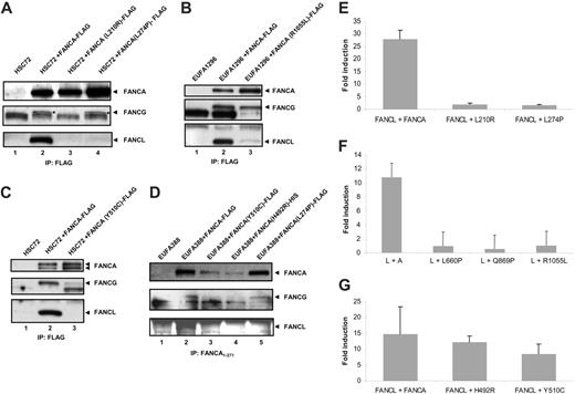 Figure 5. Interaction of FANCA mutants with the FANCB/FANCL complex and with FANCG. Stable cell lines were generated expressing FANCA protein containing patient-derived missense mutations and immunoprecipitation with an α-FLAG affinity gel (A-C), or an antiserum against the N-terminus of FANCA (D) was performed. Western blots were probed for FANCA (Rb89), FANCG (Rb43), and FANCL.12 The FANCG protein is indicated with an asterisk. (E-G) Mammalian 3-hybrid assay in 293 cells expressing FLAG-FANCB. Cells were cotransfected with the indicated protein pairs and assayed for luciferase activation. Fold induction relative to reporter gene activation when full-length FANCL is expressed alone. (E-G) Error bars represent SD of 3 experiments.