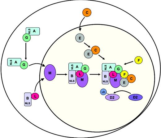 Figure 7. A model for the sequential assembly of the nuclear FA core complex. The model is explained in “Discussion.”