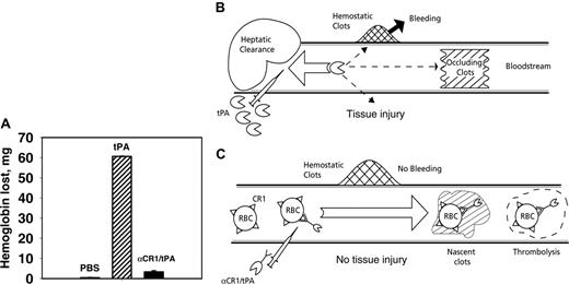 Figure 7. Coupling of tPA to circulating RBCs reduces rebleeding. (A) Soluble tPA caused greater lysis of hemostatic clots than anti-CR1/tPA. Segments from the tails of TgN-hCR1 mice were amputated, and 5 minutes after hemostasis was attained, the tails were immersed into warm saline. PBS, tPA, or anti-CR1/tPA (2 mg/kg tPA each) was injected through the jugular vein. The amount of hemoglobin released from the tail over the ensuing hour was measured. (B, C) Schematic comparison of vascular delivery of tPA and anti-CR1/tPA. (B) Rapid clearance by liver, among other reasons, prohibits prophylactic use and dictates injection of large doses of tPA, which diffuses into hemostatic clots and tissues, causing bleeding and side effects. (C) Injected anti-CR1/tPA binds predominantly to RBCs, circulates for a prolonged time without access to preexisting hemostatic clots and extravascular tissues, while incorporating into and dissolving nascent intravascular clots.