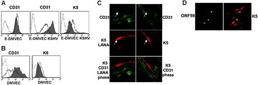 Figure 1. Reduced CD31 expression on KSHV infected E-DMVECs correlates with spontaneous or PMA-induced expression of K5. (A) Flow cytometry of CD31 and K5 expression in uninfected (E-DMVEC) or infected cells (E-DMVEC KSHV) treated with PMA (dark line, no shading) or untreated (gray shading) for 48 hours. Cell-surface–expressed CD31 was detected on intact cells using monoclonal antibody JC/704; the dotted line indicates fluorescently labeled secondary antibody only. To reveal K5 expression, KSHV-infected cells or uninfected E-DMVECs (dotted line) were permeabilized and stained with K5-specific antibody 328C7 as well as fluorescently labeled secondary antibody. (B) Flow cytometry of CD31 or K5 expression of uninfected primary DMVECs (▦) or primary DMVECs 48 hours after infection with KSHV (dark line, no shading). (C) Spontaneous K5 expression in latently infected E-DMVECs in the absence of PMA. Left column shows KSHV-infected E-DMVECs stained for CD31 (green), K5 (red), and LANA-1 (red). LANA-1 staining is evident by a typical punctate nuclear pattern. Right column shows staining as in the left column, but without antibodies to LANA-1. The arrow indicates a K5-expressing cell. Note the lack of CD31 expression on K5-expressing cells, whereas LANA-expressing, but K5-negative, cells still express CD31. (D) Simultaneous evaluation of K5 and ORF59 in KSHV-infected DMVECs after PMA induction (48 hours). Monolayers were stained for expression of K5 and ORF59 using specific antibodies and isotype-specific secondary antibodies (Alexa 488 IgG1 for ORF59 and Alexa 594 IgG2b for K5). All cells expressing the IE protein K5 expressed the E protein Orf59, but 4 to 5 times as many cells expressed K5 only. Similar ratios, but lower absolute numbers, were observed in the absence of PMA (not shown).