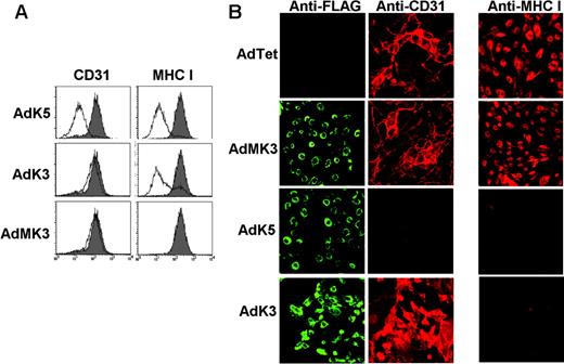 Figure 2. K5 inhibits CD31 expression. (A) E-DMVECs infected with AdK5, AdK3, AdMK3, or AdTet control were analyzed for CD31 or MHC I expression by flow cytometry. The shaded graph represents AdTet-infected cells, whereas the unshaded graph represents cells transduced with the indicated adenovirus constructs. (B) At 24 hours after transduction with indicated viruses, E-DMVECs were stained with fluorescently labeled FLAG antibody to detect MK3, K5, or K3 (left panel; green) and costained for CD31 (middle panel, red) or MHC I (right panel; red).