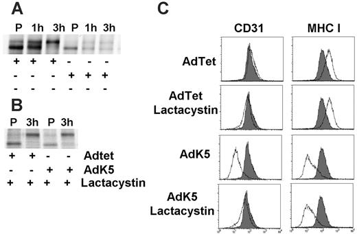 Figure 4. K5 mediates proteasomal destruction of newly synthesized, ER-resident CD31. (A) AdTet or AdK5-transduced E-DMVECs were metabolically labeled for 45 minutes (P) at 24 hours after infection, and the label was chased for the indicated times. Immunoprecipitates were EndoH treated. (B) Cells were infected and labeled as in panel A except that lactacystin was added prior to labeling and immunoprecipitation and EndoH treatment. (C) Surface expression of MHC I and CD31 was simultaneously monitored by flow cytometry in E-DMVECs transduced by AdTet or AdK5 (unshaded) with or without lactacystin treatment. CD31 or MHC I expression on uninfected E-DMVECs is shaded.