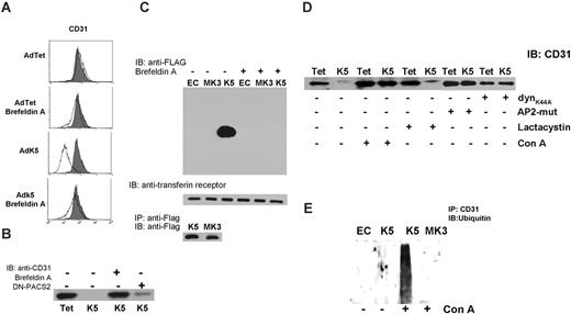 Figure 5. K5 transport to the cell surface is required for removal of pre-existing CD31 from the plasma membrane. (A) CD31 surface expression was monitored by flow cytometry of AdTet- or AdK5-transduced E-DMVECs at 20 hours after infection. Where indicated, cells were treated with BFA (10 μg/mL) shortly after adenovirus infection. Uninfected E-DMVECs were stained for CD31 as control (shaded). (B) E-DMVECs were infected with AdTet, AdK5, or AdDN-PACS-2, and proteins at the cell surface were biotinylated immediately after infection and prior to K5 expression. Cells were washed 3 times in cold PBS and incubated with medium in the presence or absence of BFA. Cells were lysed after 20 hours and biotinylated proteins were captured using NeutrAvidin followed by SDS-PAGE separation, transfer to nylon membrane, and immunoblot with anti-CD31. (C) Untreated E-DMVECs (EC) or E-DMVECs transduced for 24 hours with AdK5 or AdMK3 were BFA treated or untreated and biotinylated as in panel B. Cell lysates were split in 3 fractions. Top panel shows biotinylated proteins precipitated with NeutrAvidin and immunoblotted with anti-FLAG to detect K5 or MK3. Middle panel shows precipitated, biotinylated proteins immunoblotted with antitransferrin receptor as control. Bottom panel shows total amounts of K5 and MK3 detected in cell lysates using anti-FLAG for both immunoprecipitation and immunoblotting. (D) Cells were transduced with AdTet, AdK5, AdDynK44A, or AdAP-2 as shown, and cell-surface proteins were biotinylated. Where indicated, concanamycin A or lactacystin were added to the medium during biotinylation. Biotinylated CD31 was detected by immunoblot as in panel C. (E) E-DMVECs were transduced with AdK5 or AdMK3 or untreated (EC) for 20 hours. Where indicated, the lysosomal inhibitor concanamycin A was added for 3 hours prior to immunoprecipitation of CD31 followed by immunoblotting with antiubiquitin.