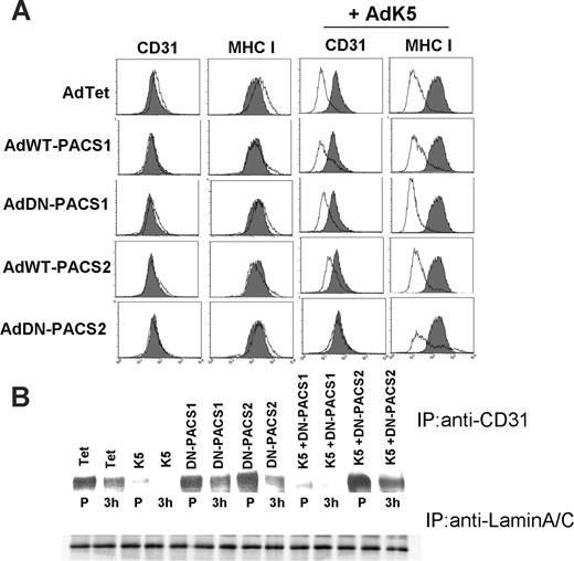 Figure 6. DN-PACS-2 prevents degradation of newly synthesized CD31 by K5. (A) E-DMVECs were transduced with the indicated recombinant adenoviruses for 24 hours, and cell-surface expression of MHC I or CD31 was analyzed by flow cytometry (unshaded). Untreated cells stained for CD31 or MHC I are shown for comparison (shaded). Note that both CD31 and MHC I are down-regulated by K5, but only CD31 surface expression is restored upon cotransduction of DN-PACS-2. (B) Top panel shows immunoprecipitation of CD31 from E-DMVEC transduced with the indicated adenoviruses and metabolically labeled for 45 minutes (P) followed by a 3-hour chase. Bottom panel shows one-fourth of each sample immunoprecipitated using lamin A/C antibody as a loading control.