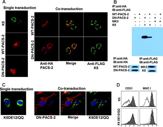 Figure 7. PACS-2 interacts with acidic clusters in the carboxyterminus of K5. E-DMVECs were transduced with the indicated recombinant Ad constructs either alone (left panel) or in combination (right panel). After 24 hours of infection, cells were permeabilized and K5 was detected using anti-FLAG (green), whereas PACS-2 was visualized using anti-HA (red). Note that DN-PACS-2 localization changes from cytoplasmic to perinuclear in cells infected with AdK5. Merging the images (center) indicates colocalization of DN-PACS-2, but not WT-PACS-2, with K5. (B) CD31 was immunoprecipitated using anti-HA from E-DMVECs transduced with the indicated adenovirus constructs. Coprecipitated K5 was detected using anti-FLAG by immunoblotting the PACS-2 preciptiates. In contrast, MK3 was absent. Control blots using anti-FLAG and anti-HA antibodies confirm expression of the respective proteins. (C) DN-PACS-2 (red) does not colocalize with K5DE12/QQ (green). (D) CD31 and MHC I expression at the cell surface was monitored by flow cytometry at 24 hours after transduction of E-DMVECs with AdK5 or AdK5DE12 (unshaded). AdTet-infected cells were used as positive control (shaded).