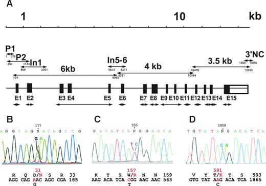 Figure 1. PCR strategy and identification of carboxylase coding substitutions. (A) The entire carboxylase gene was sequenced using PCR fragments generated with the primers that are indicated in Table 2. The double-headed arrows indicate exonic (E1-E15) and other fragments (whose nucleotide positions at the 5′ and 3′ ends are shown below the lines) whose names are the same as those used in Table 2. (B-D) Electropherograms corresponding to the 3 new mutations identified in this work are shown: (B) Asp31Asn in exon 2, (C) Trp157Arg in exon 4, and (D) Thr591Lys in exon 13. The positions of the mutations are indicated on top of the electropherograms using the mRNA numbering for the carboxylase (GenBank accession M81592). Wild-type and mutant nucleotides are indicated on top of the corresponding peaks, and wild-type (black) and mutant (red) nucleotide and amino acid sequences are shown below the electropherogram.