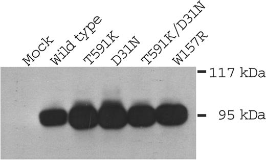 Figure 3. Expression of carboxylase mutants in insect cells. Lysates from insect cells mock-infected or infected with baculoviruses containing either wild-type or mutant carboxylases were analyzed with Western analysis using anti–C-terminal carboxylase antibody.