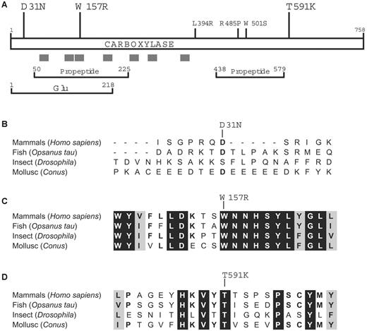 Figure 4. Trp157 and Thr591 are evolutionarily conserved residues. (A) Mutations implicated in combined VKD factor deficiency that were previously identified (small font) or that are identified in this work (large font) are shown along with regions of the carboxylase that are hydrophobic (gray bars) or that cross-link in vitro to propeptide or Glu-containing peptide.42-44 (B-D) The alignment of carboxylases from evolutionarily distant organisms45 is shown for sequences surrounding the residues (single-letter codes) whose mutations were identified in the proposita: Asp31Asn (B), Trp157Arg (C), and Thr591Lys (D). Residues that are identical or similar in all proteins are highlighted in black or gray, respectively.