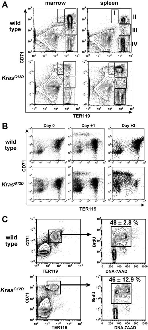 Figure 2. Differentiation and proliferation of erythroid progenitors. (A) Flow cytometry analysis of CD71 and TER119 expression of freshly harvested hematopoietic cells, with regions of maturing erythroid cells indicated as described.20 Table S1 presents the quantification. (B) CD71 and TER119 expression of E14.5 fetal liver cells after in vitro induction of KrasG12D for 4 days (day 0), then after 1 day of EPO stimulation (day +1), or after 2 days of EPO stimulation and 1 day of EPO withdrawal (day +3). (C) BrdU incorporation in vivo by CD71+TER119+ bone marrow cells. Note that the CD71/TER119 staining profile reflects lysis of erythrocytes and fixation required for BrdU staining. Mean percentage BrdU+ cells ± SEM is shown.